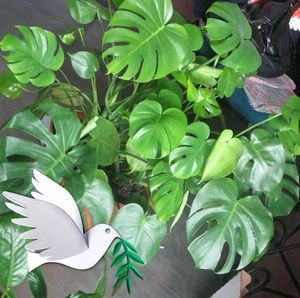 Meet your Posher, Shirley